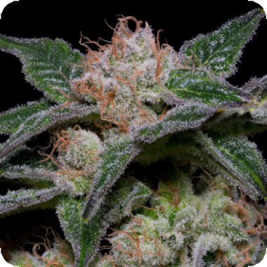 Banana  Punch  Feminised  Cannabis  Seeds