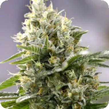 Banana  Punch  Feminised  Cannabis  Seeds 1