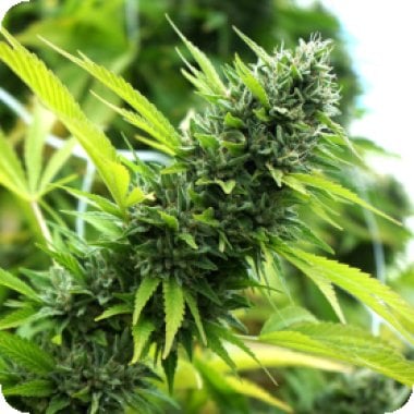 Banana  Sapphire  Feminised  Cannabis  Seeds