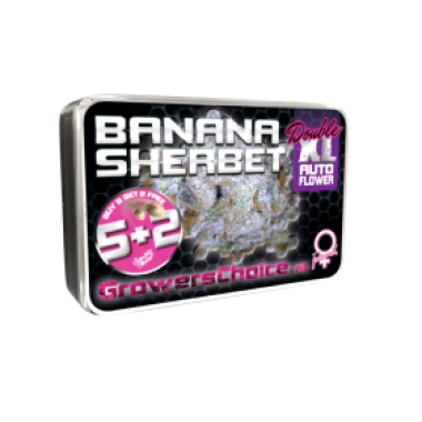 Banana Sherbet Double X L Auto Flowering Cannabis Seeds 0