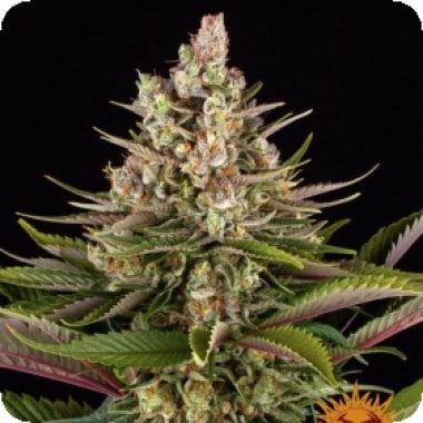 Barneys Farm Sour Strawberry