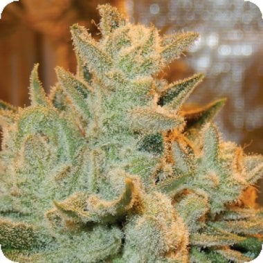 Betty  Auto  Flowering  Cannabis  Seeds