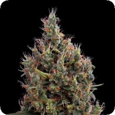 Big  Bang  Auto  Flowering  Cannabis  Seeds 0