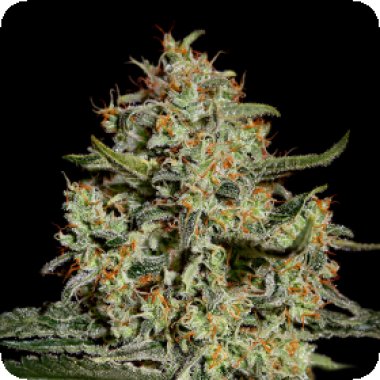 Big  Bang  Feminised  Cannabis  Seeds 0
