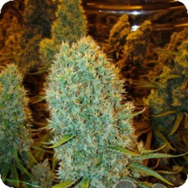 Big  Bazooka  Feminised  Cannabis  Seeds