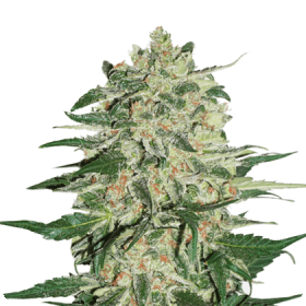 Big  Bud  Feminised  Cannabis  Seeds