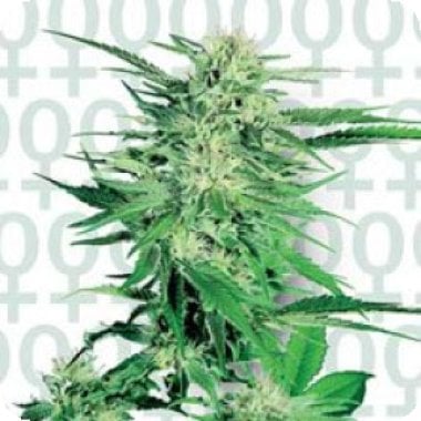 Big Bud Feminised Cannabis Seeds 0