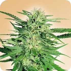 Big  Bud  Regular  Cannabis  Seeds