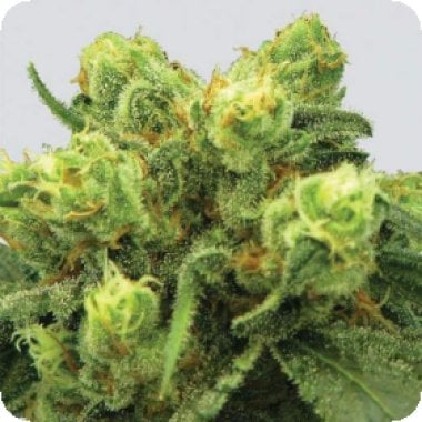 Big  Bud  Regular  Cannabis  Seeds 0