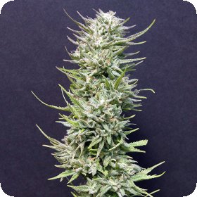 Big  Freeze  Feminised  Cannabis  Seeds
