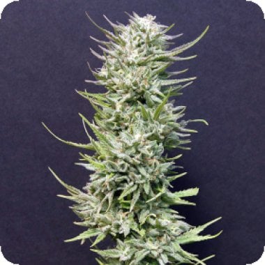 Big  Freeze  Feminised  Cannabis  Seeds