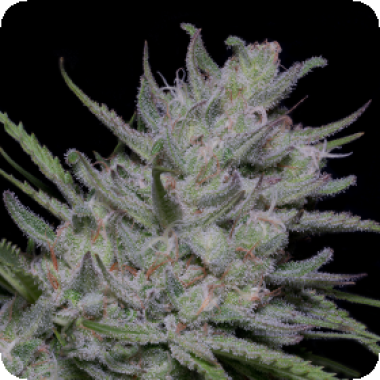 Big  Stilton  Auto  Flowering  Cannabis  Seeds 0