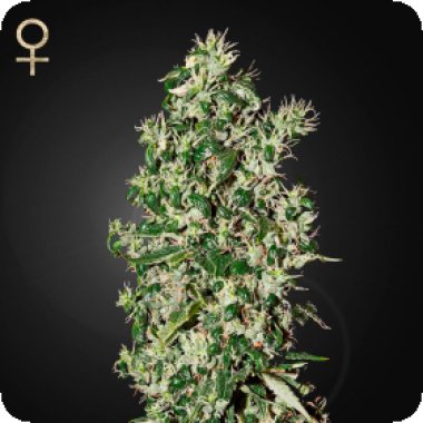 Big  Tooth  Feminised  Cannabis  Seeds 0