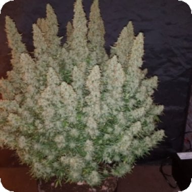 Big Yield Auto Feminised Cannabis Seeds