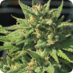 Bigfoot  Glue  Feminised  Cannabis  Seeds