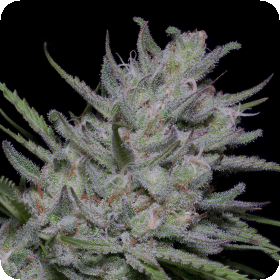 Bighead  Superfast  Auto  Flowering  Cannabis  Seeds