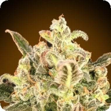 Biodiesel  Mass  X X L  Auto  Flowering  Cannabis  Seeds 0