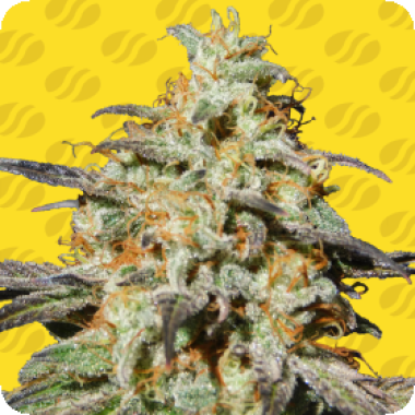 Biscotti Auto Flowering Cannabis Seeds