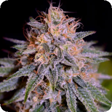 Biscotti  Auto  Flowering  Cannabis  Seeds