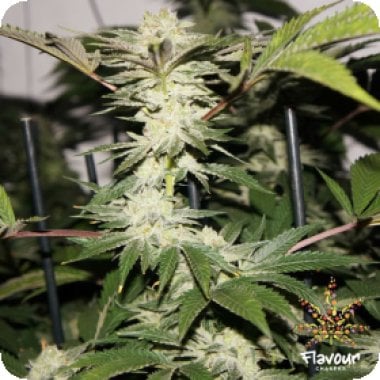 Biscotti  Feminised  Cannabis  Seeds