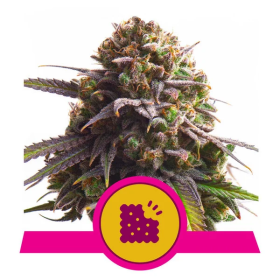 Biscotti  Feminised  Cannabis  Seeds