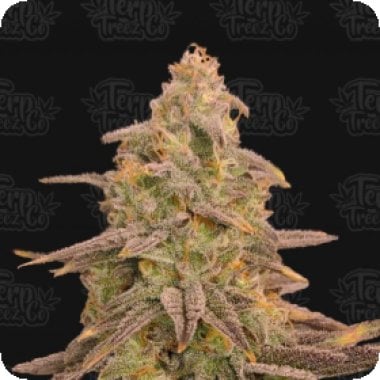 Bizcoffi  Feminised  Cannabis  Seeds 0