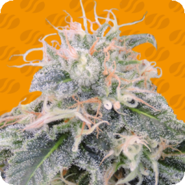 Black Ghost O G