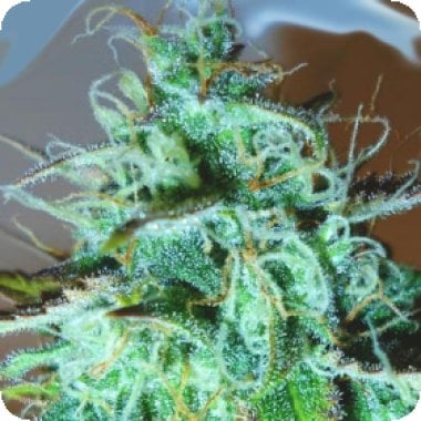 Black  Afghani  Kush  Feminised  Cannabis  Seeds