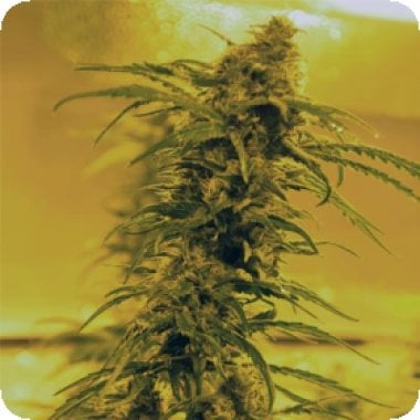Black Blood Feminised Cannabis Seeds