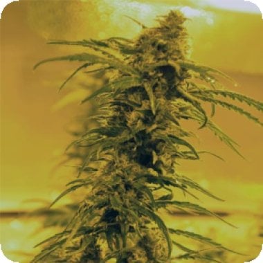 Black  Blood  Feminised  Cannabis  Seeds