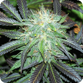 Black  Buddha  Feminised  Cannabis  Seeds