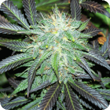 Black  Buddha  Feminised  Cannabis  Seeds