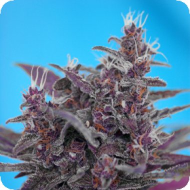 Black  Cream  Auto  Feminised  Cannabis  Seeds