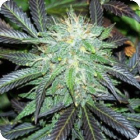 Black  Domina  Auto  Flowering  Cannabis  Seeds 0