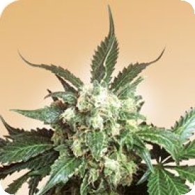 Black  Domina  Regular  Cannabis  Seeds