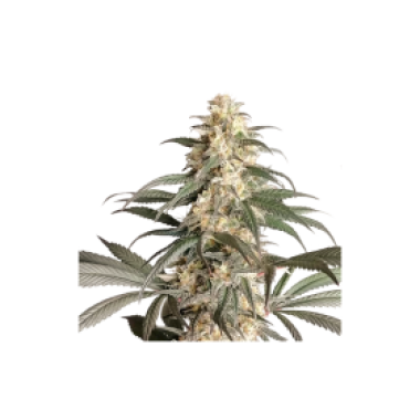 Black Lebanon Feminised Cannabis Seeds