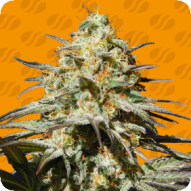 Black Orchid Feminised Cannabis Seeds 0
