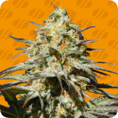 Black  Orchid  Feminised  Cannabis  Seeds 0