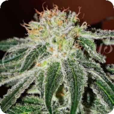 Black Russian Feminised Cannabis Seeds 0