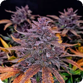 Black  Sundae  Auto  Flowering  Cannabis  Seeds