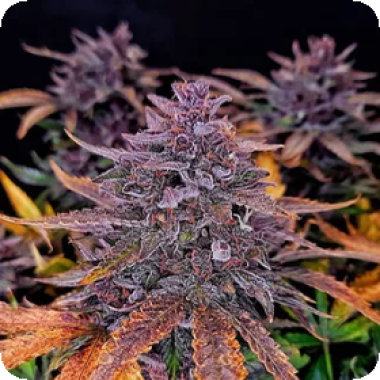 Black  Sundae  Feminised  Cannabis  Seeds 0