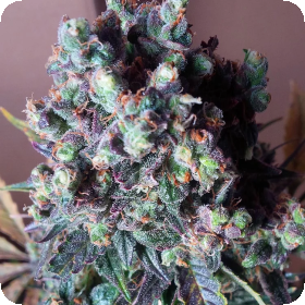 Black  Valium  Auto  Flowering  Cannabis  Seeds