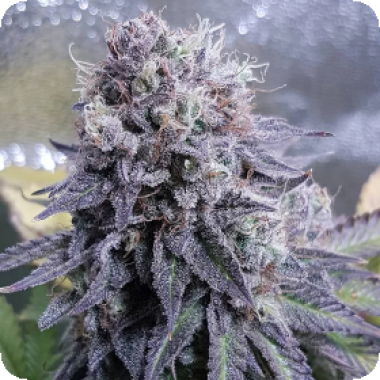 Black  Valium  Feminised  Cannabis  Seeds 0