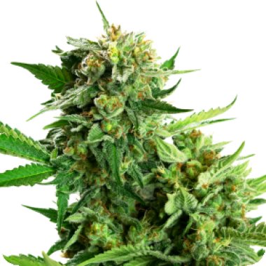 Blackberry  Cake  Feminised  Cannabis  Seeds