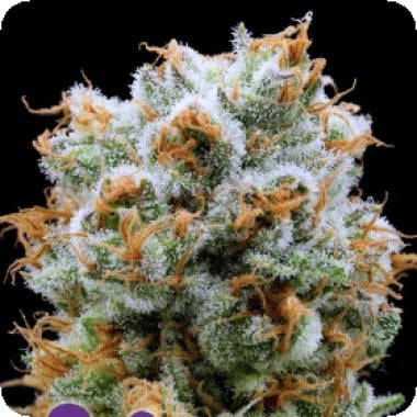 Blackberry  Moonrocks  Feminised  Cannabis  Seeds