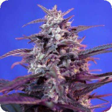 Bloody  Skunk  Auto  Feminised  Cannabis  Seeds