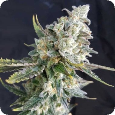 Blue 20 Angel 20 Feminised 20 Cannabis Seeds