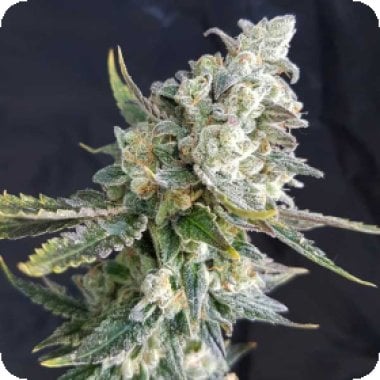 Blue 20 Angel 20 Feminised 20 Cannabis  Seeds