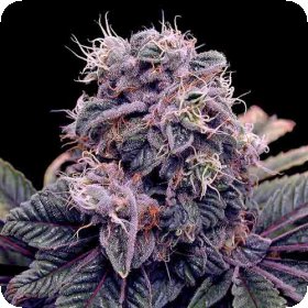 Blue  Berry  Feminised  Cannabis  Seeds