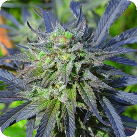 Blue  Blood  C B D  Feminised  Cannabis  Seeds